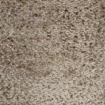 Jace Biscuit -&pound;50.00